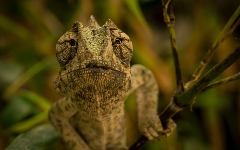 Close-up of a chameleon