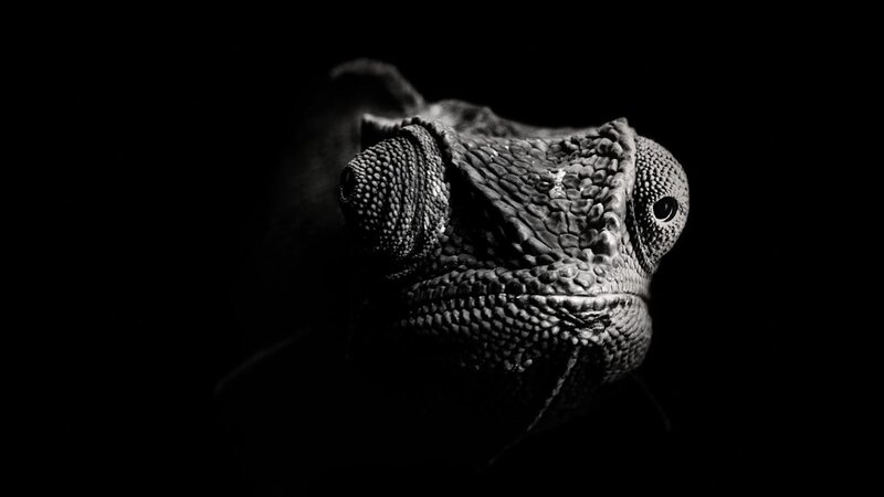 close-up of a chameleon