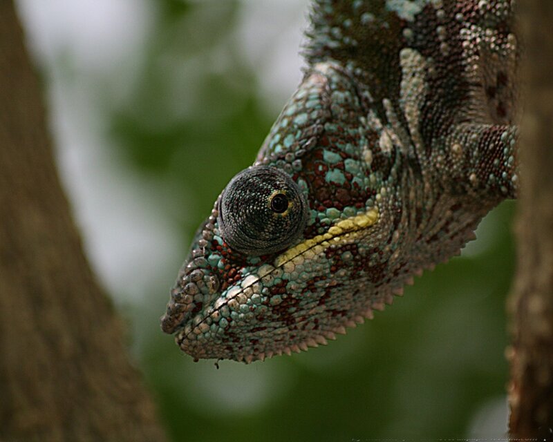 close-up of a chameleon