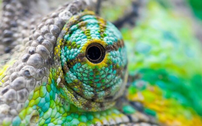 close-up of a chameleon's eye