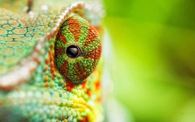 Close-up of a chameleon's eye
