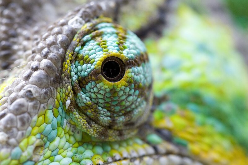 Close-up of a chameleon's eye