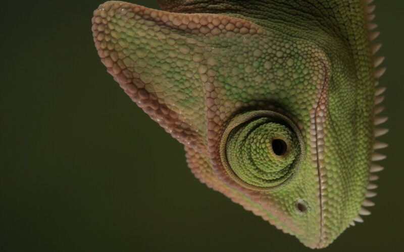 Close-up of a chameleon's head