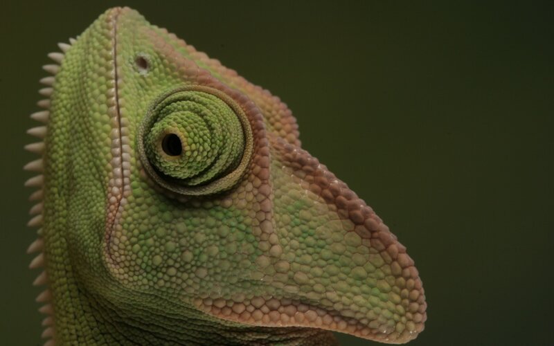 Close-up of a chameleon's head