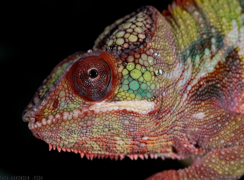 Close-up of a chameleon's head