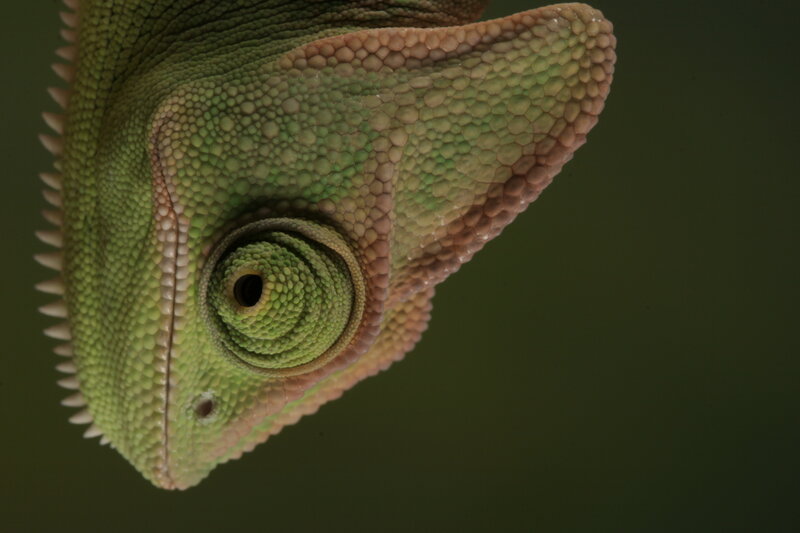 Close-up of a chameleon's head