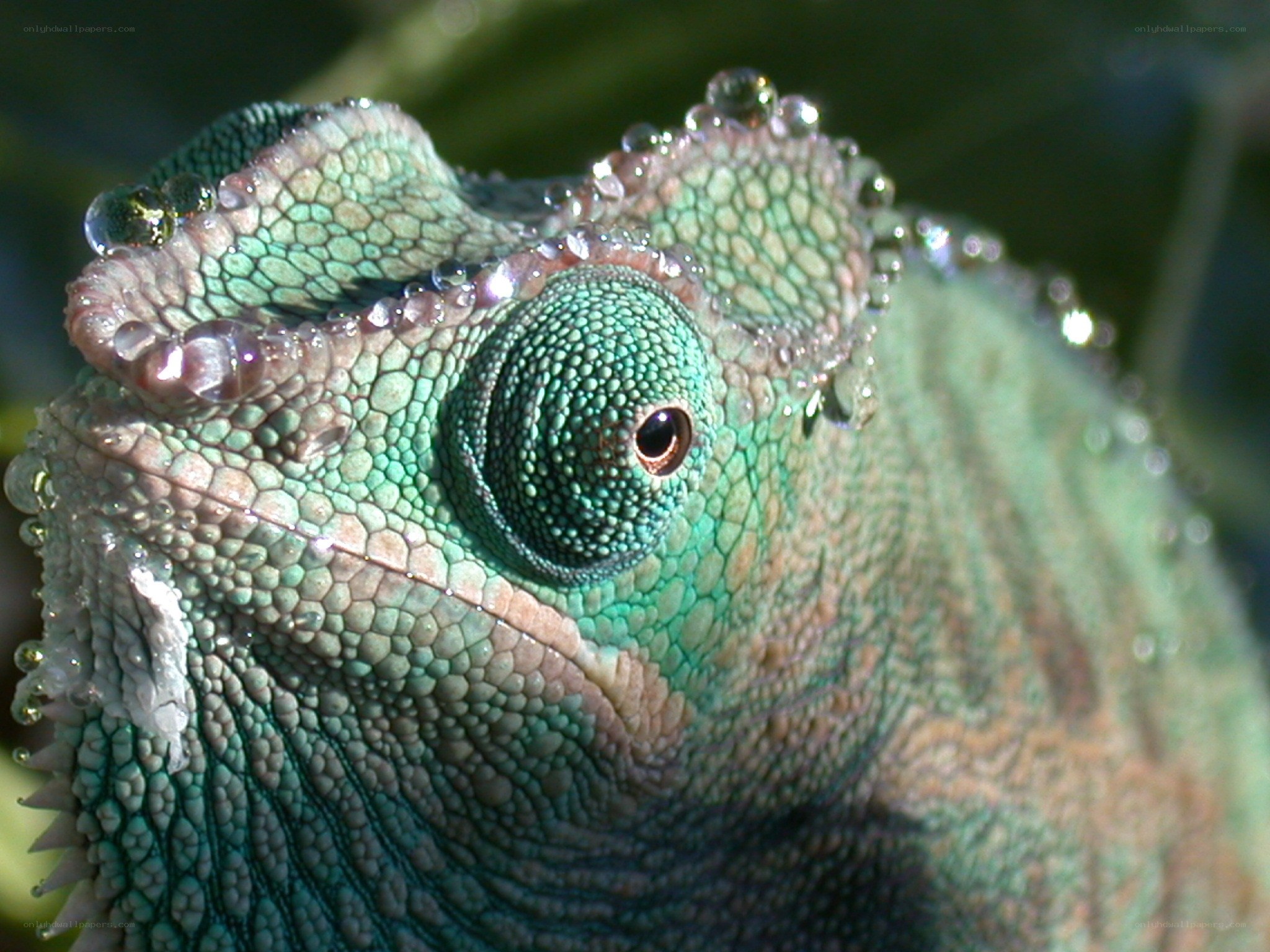 Close-up of a chameleon