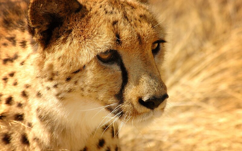 close-up of a cheetah