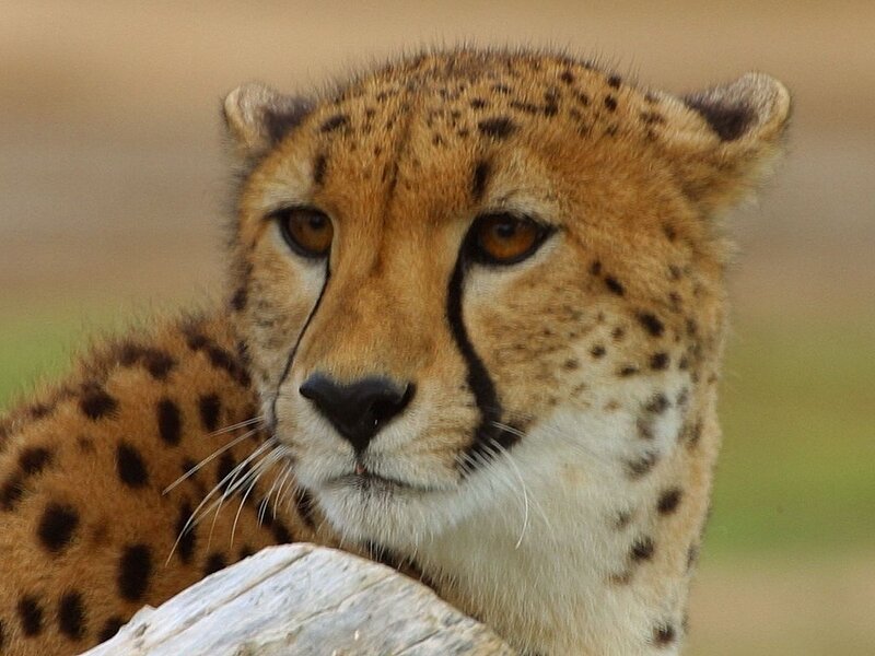 Close-up of a cheetah