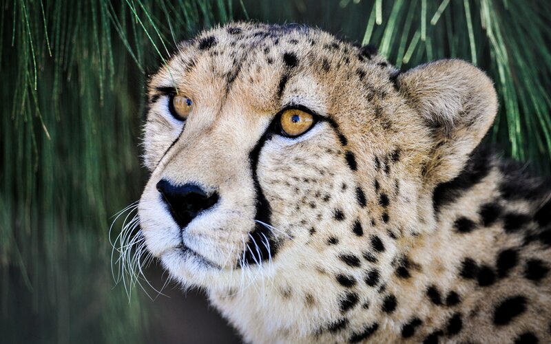 close-up of a cheetah