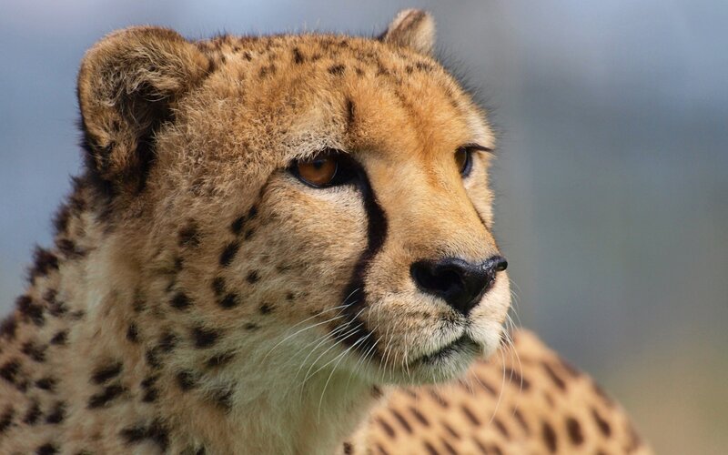 close-up of a cheetah