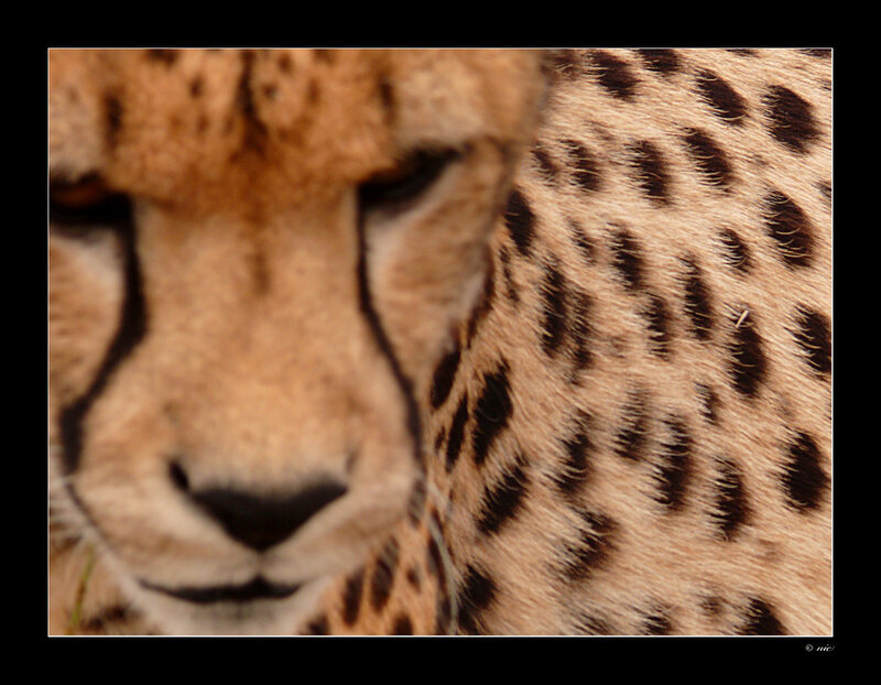 close-up of a cheetah