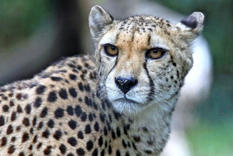 Close-up of a cheetah