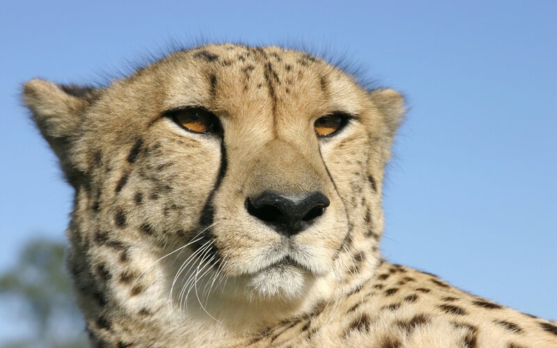 Close-up of a cheetah