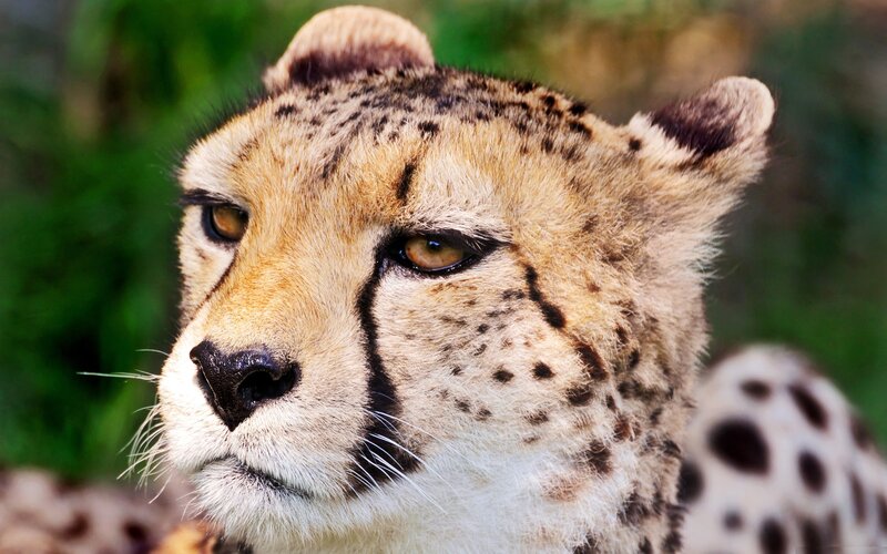 close-up of a cheetah