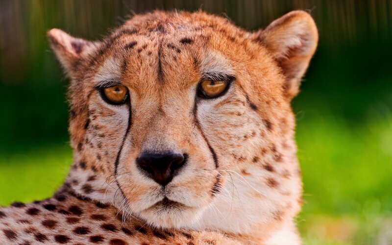 close-up of a cheetah