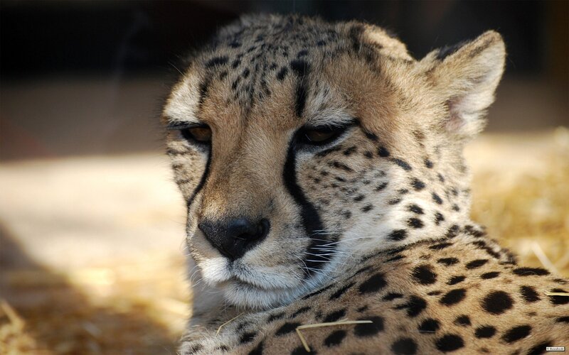 Close-up of a cheetah