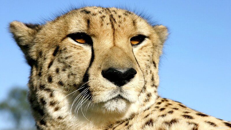 close-up of a cheetah