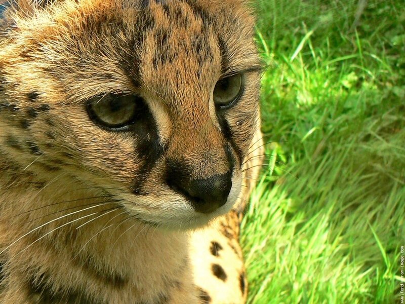 close-up of a cheetah cub