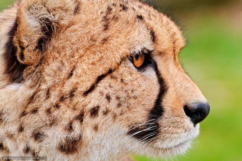 close-up of a cheetah's face