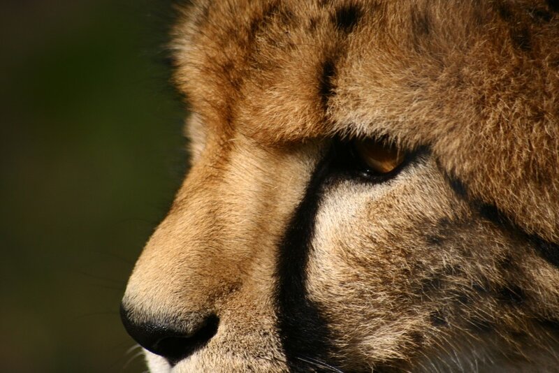 Close-up of a cheetah's face