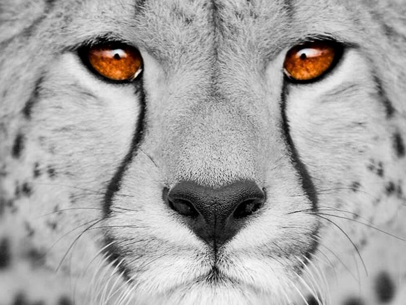 close-up of a cheetah's face