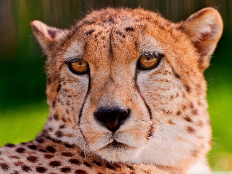 Close-up of a cheetah's face