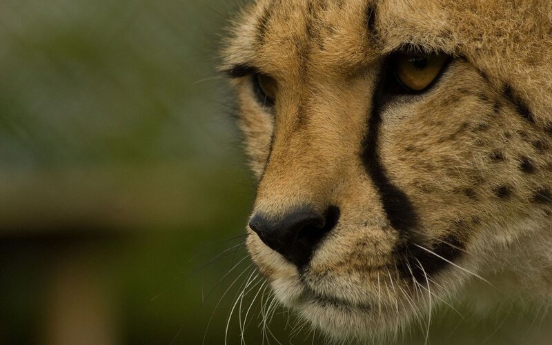 close-up of a cheetah's face