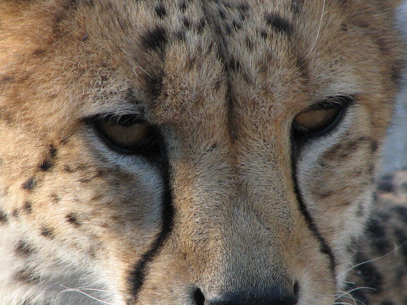 close-up of a cheetah's face