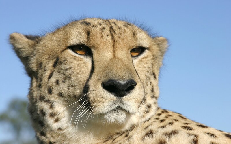 Close-up of a cheetah