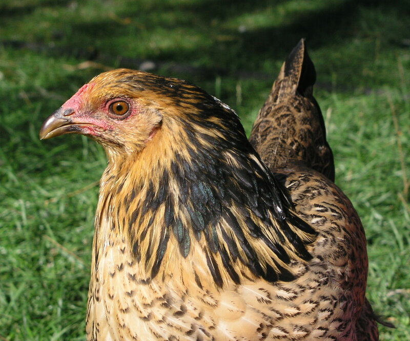 close-up of a chicken