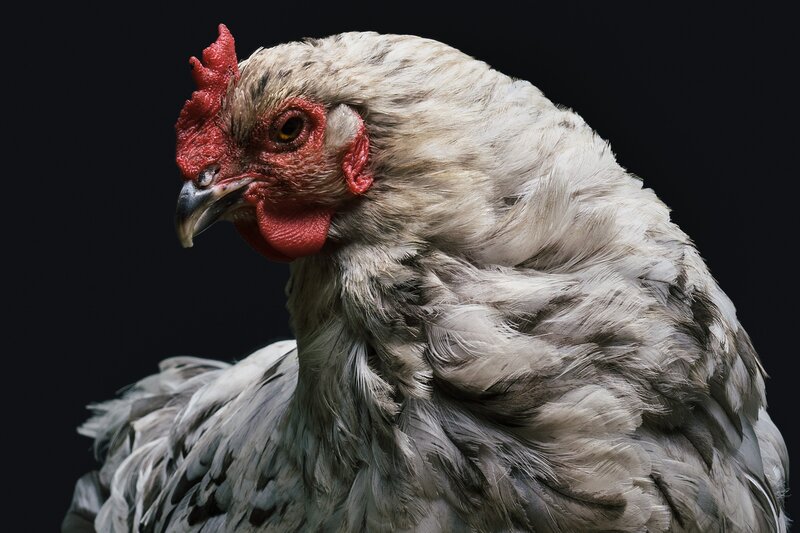Close-up of a Chicken — Gray