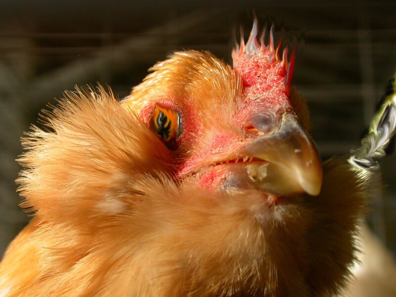 close-up of a chicken's head