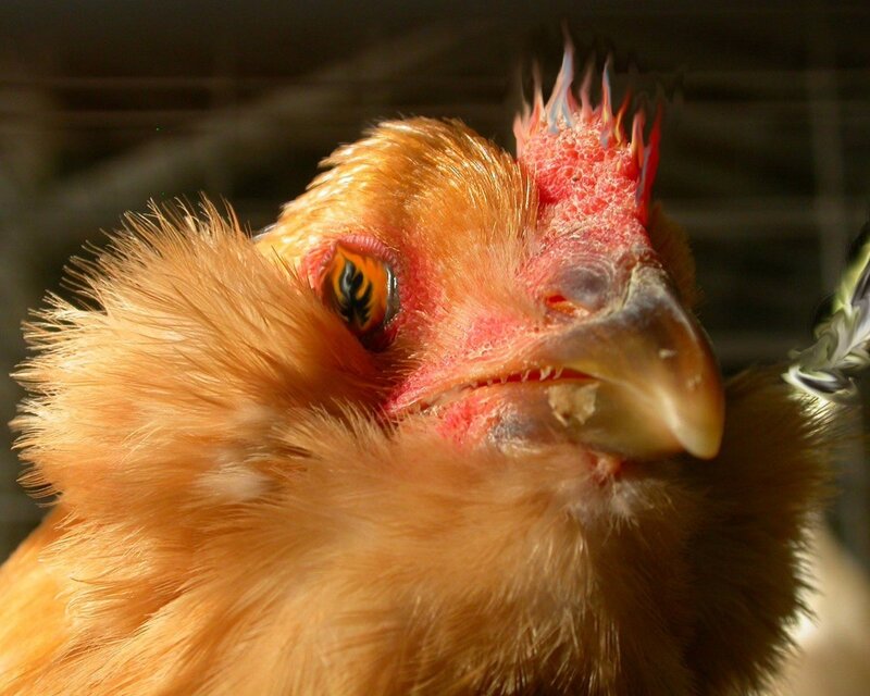 close-up of a chicken's head