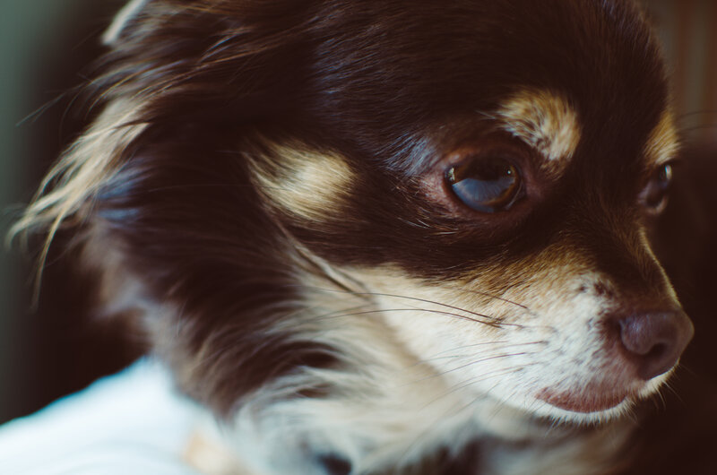 close-up of a chihuahua dog