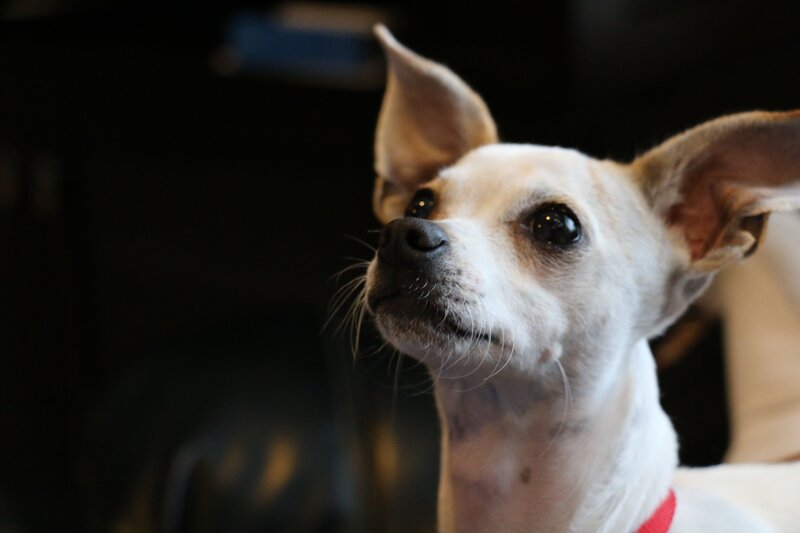 close-up of a chihuahua dog