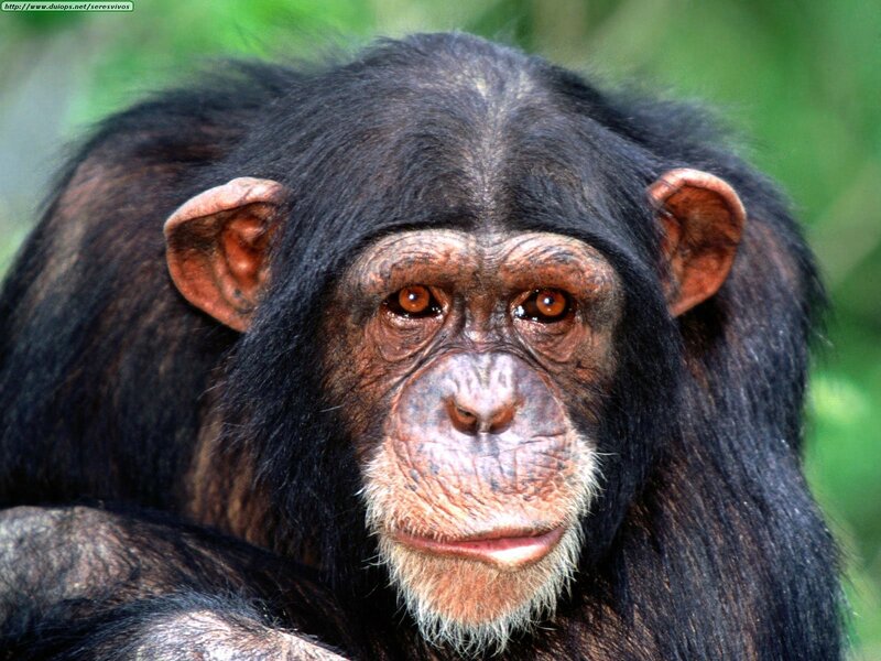 Close-up of a chimpanzee