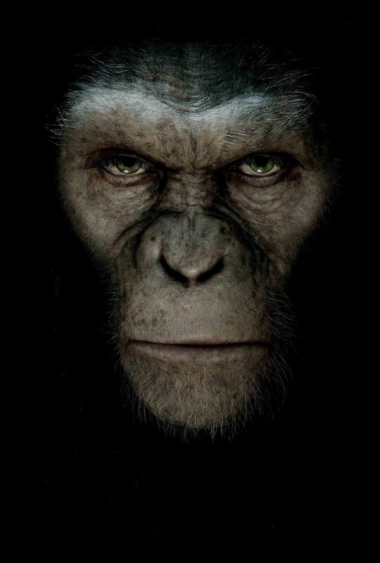 Close-up of a chimpanzee face
