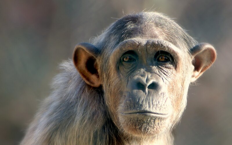 Close-up of a chimpanzee face