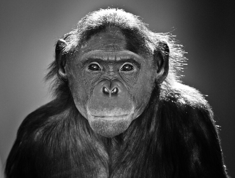 Close-up of a chimpanzee