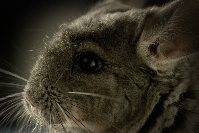 close-up of a chinchilla