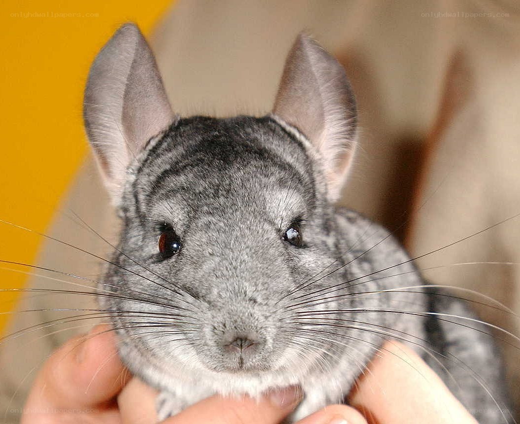 close-up of a chinchilla