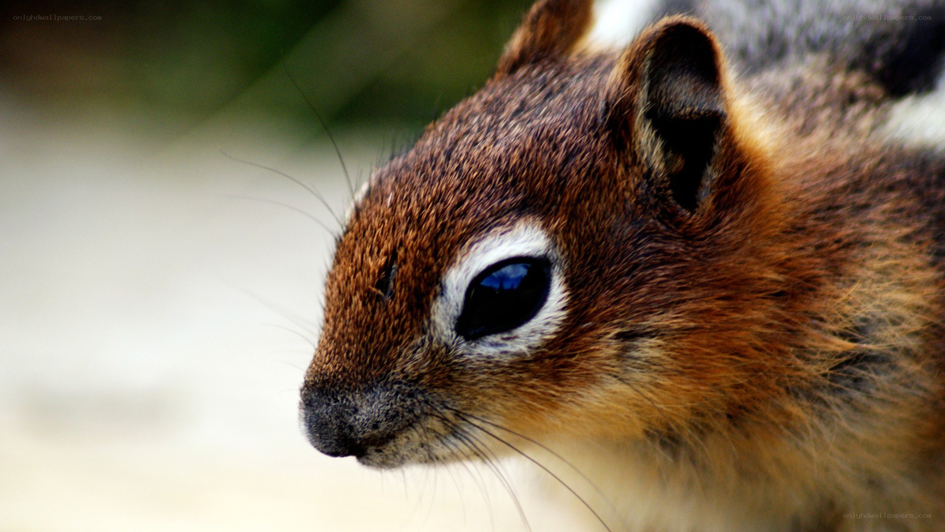 close-up of a chipmunk