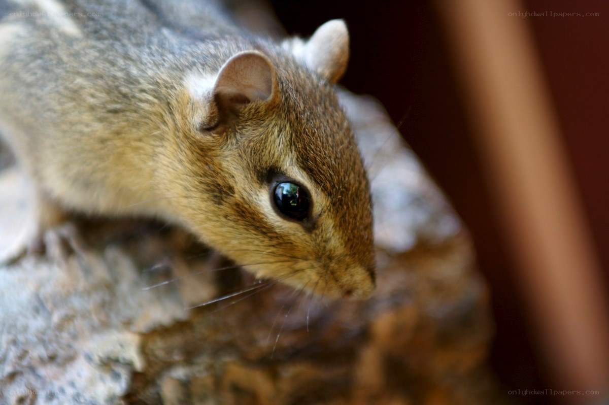 close-up of a chipmunk