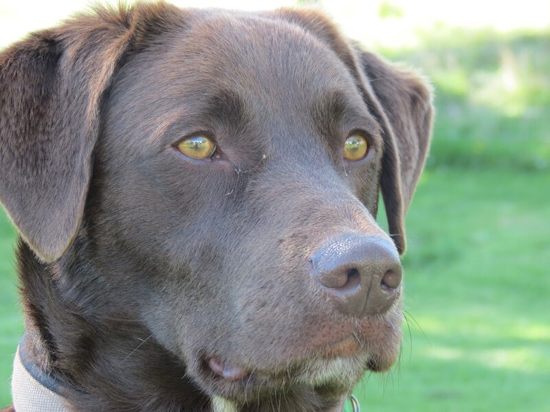 close-up of a chocolate lab