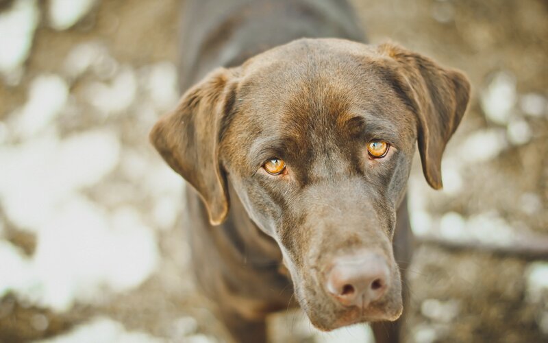 close-up of a chocolate lab