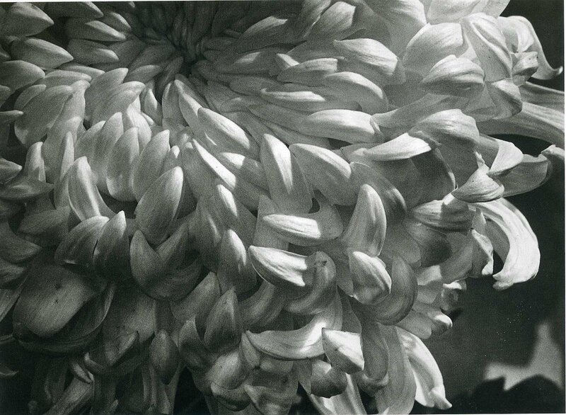 Close-up of a chrysanthemum flower