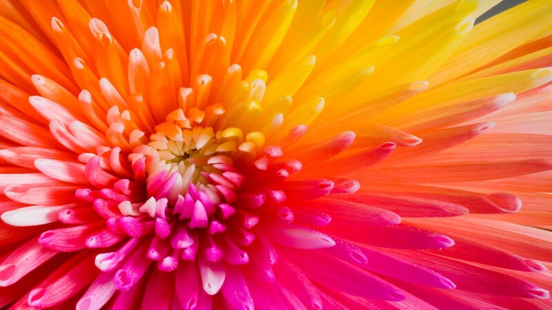 Close-up of a Chrysanthemum — Pink