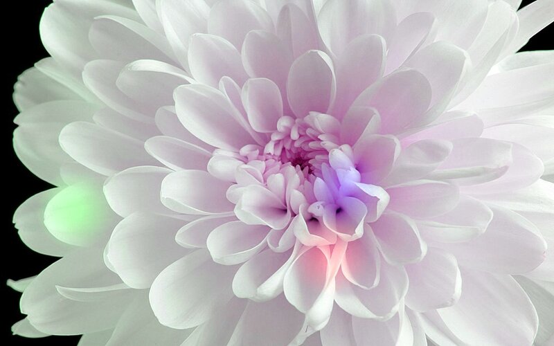Close-up of a Chrysanthemum — White