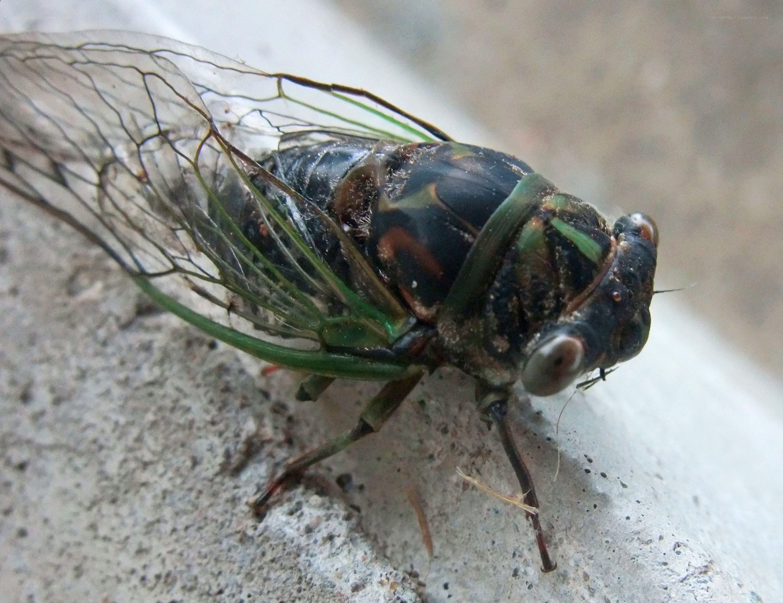close-up of a cicada